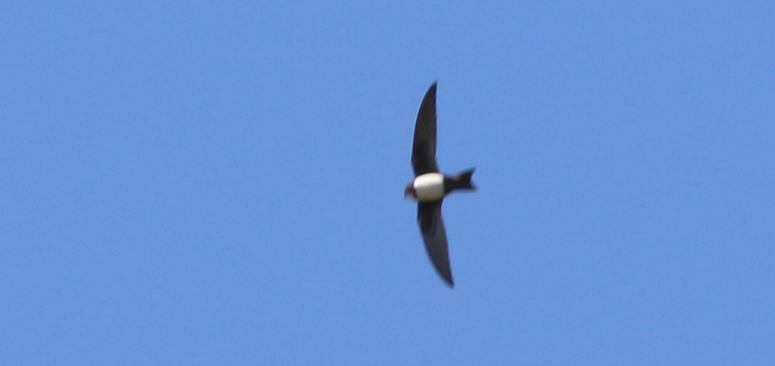 Alpine Swift